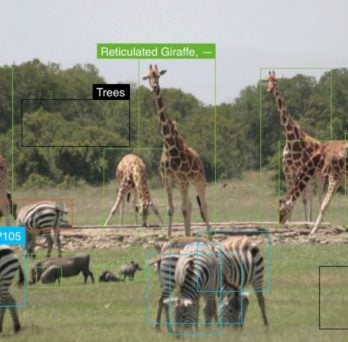 Giraffes and Zebras on Africa's grasslands
                  