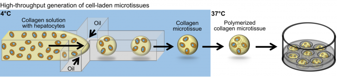 Schematic of the microgel technology that will be infecting with Hepatitis B Virus.