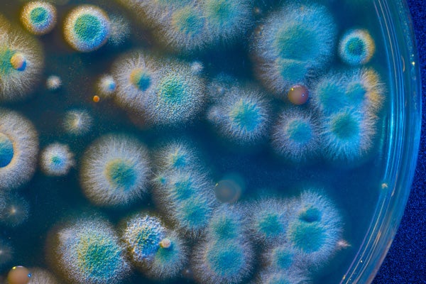 Bacteria in a petri dish