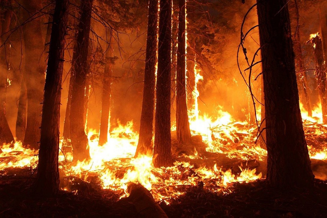 Professor Alexander Yarin uses plants to research fighting forest fires