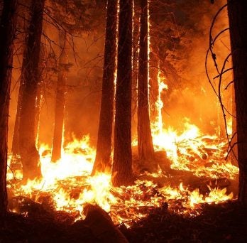 MIE Professor Alexander Yarin uses plants to research fighting forest fires 