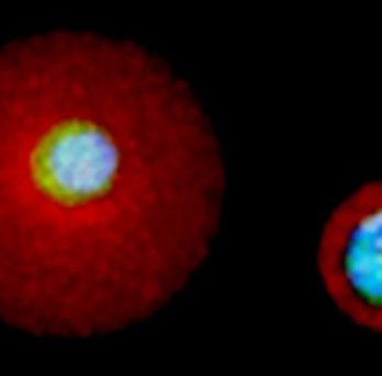 Single cell matrix 