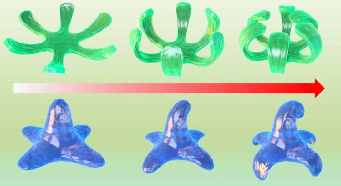 Bioprinted cell-rich bioconstructs showing controlled, complex 4D shape transformations.