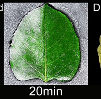 A longer-lasting alternative to conventional deicers on a leaf 
