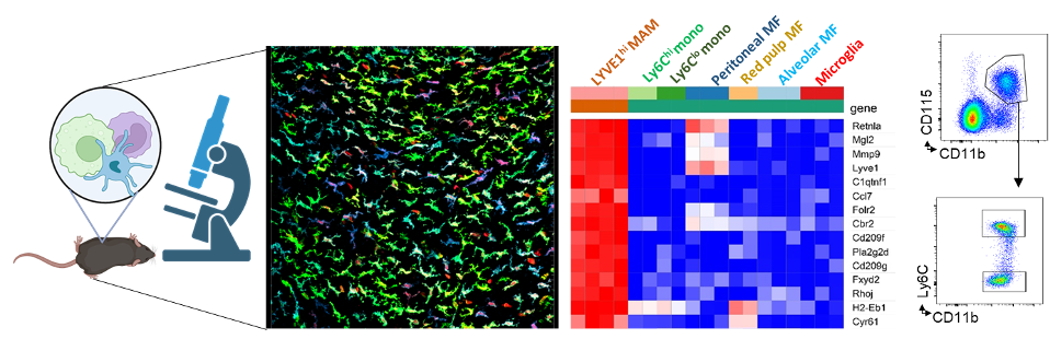 Tissue Regeneration, Immune Responses image
